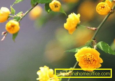 Blomstene er gule. Navne og beskrivelser av planter med gule blomster