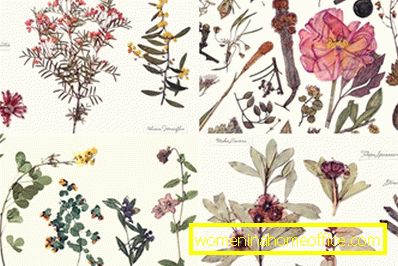 Herbarium av blader: hvordan å gjøre det selv?