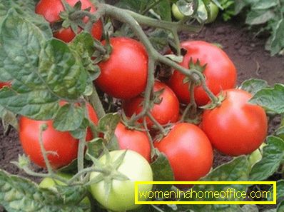 Hvordan og når å plante tomater?